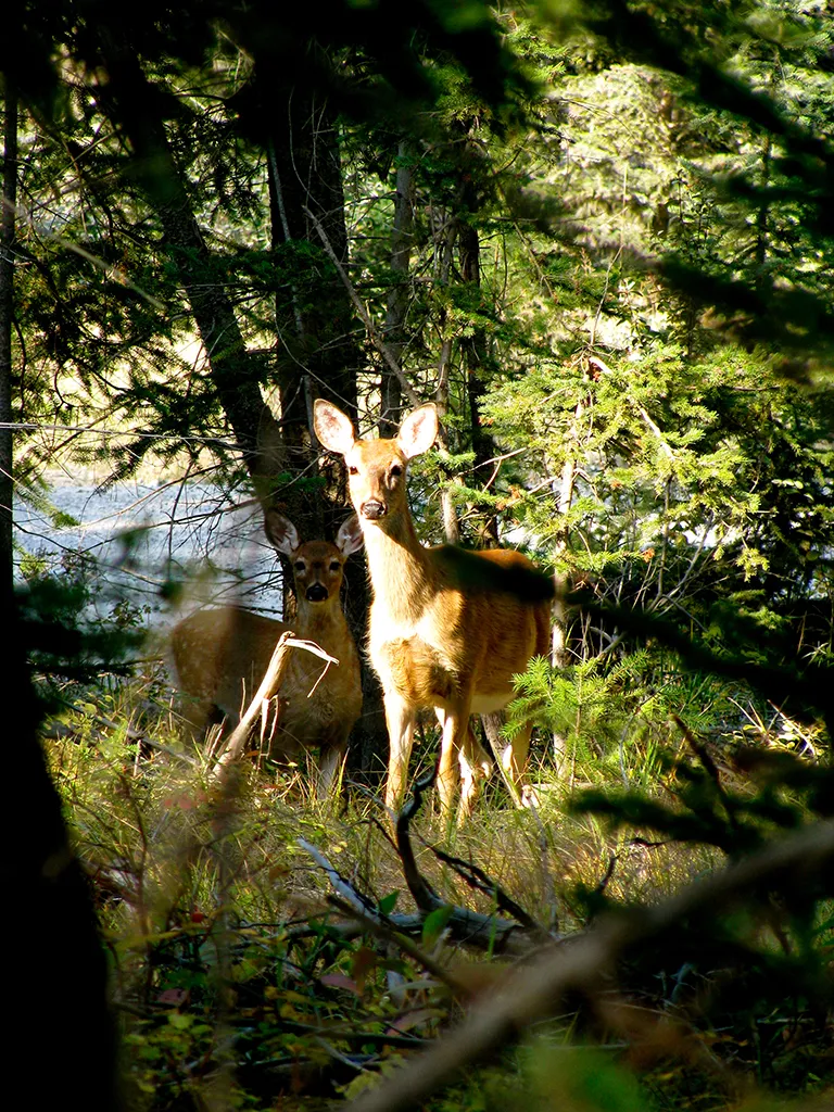 Deer standing by creek in forested ravine near Cross River lodge.