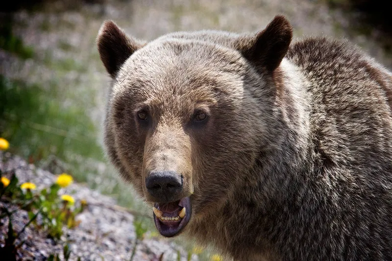 Mountain view and wildlife area