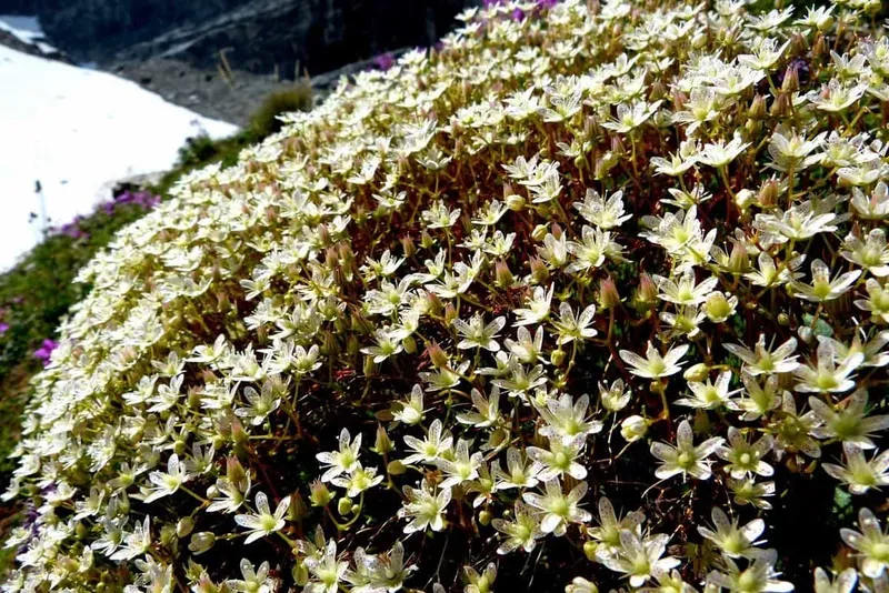 Summer alpine wildflowers with mountain backdrop